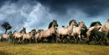 Natuurfilms maken webinar